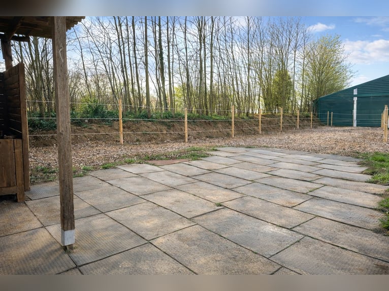 Paddock boxes, outdoor stalls, herd management, foal rearing, training, riding services