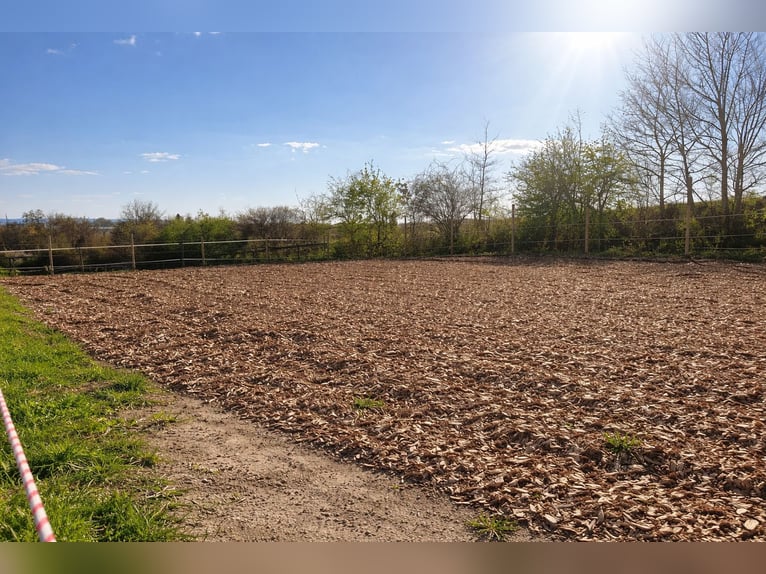 Paddock boxes, outdoor stalls, herd management, foal rearing, training, riding services