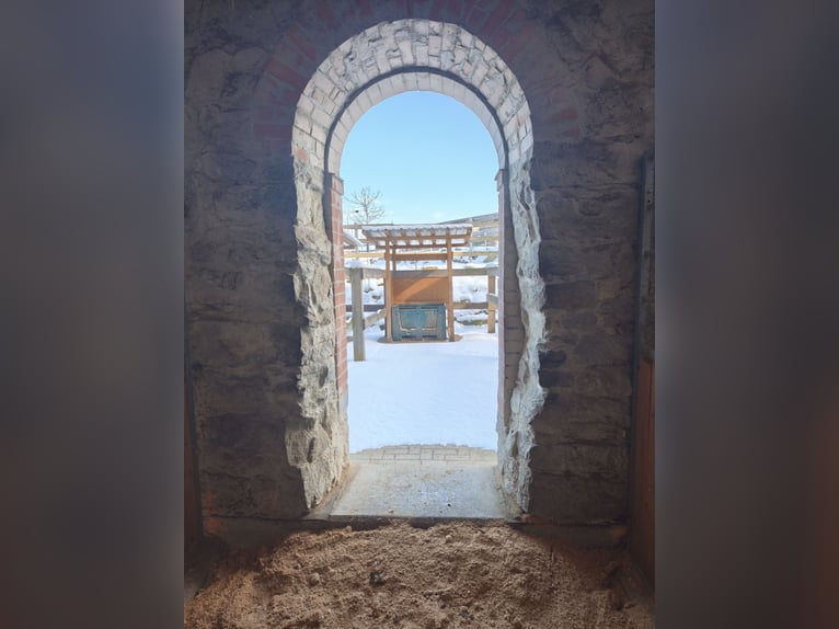 Paddock boxes with full board or self-care options