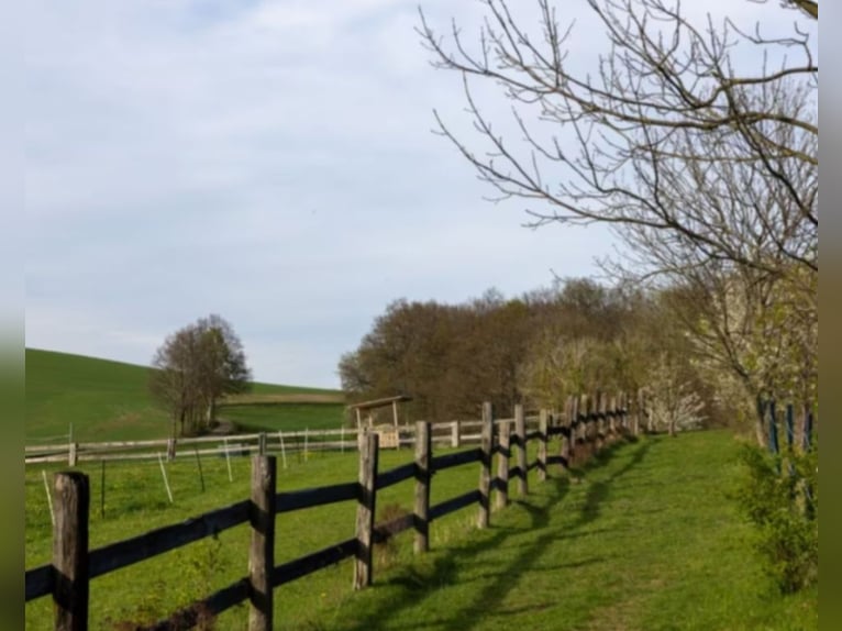 Paddock boxes with full board or self-care options