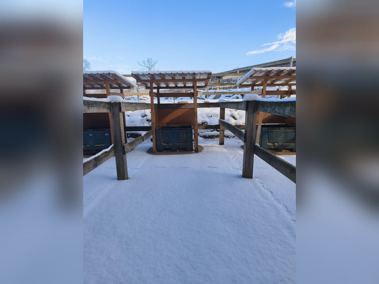 Paddock boxes with full board or self-care options