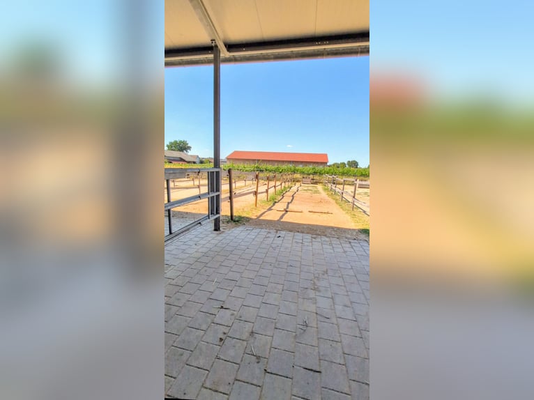 Paddock boxes with turnout, open stable