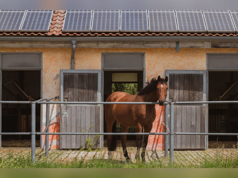 🐴 Paddock stall available at Gut Leimershof near Bamberg ❤️