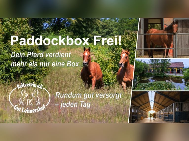 🐴 Paddock stall available at Gut Leimershof near Bamberg ❤️
