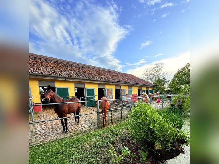 🐴 Paddock stall available at Gut Leimershof near Bamberg ❤️
