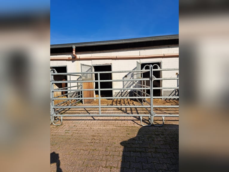 Paddock stall