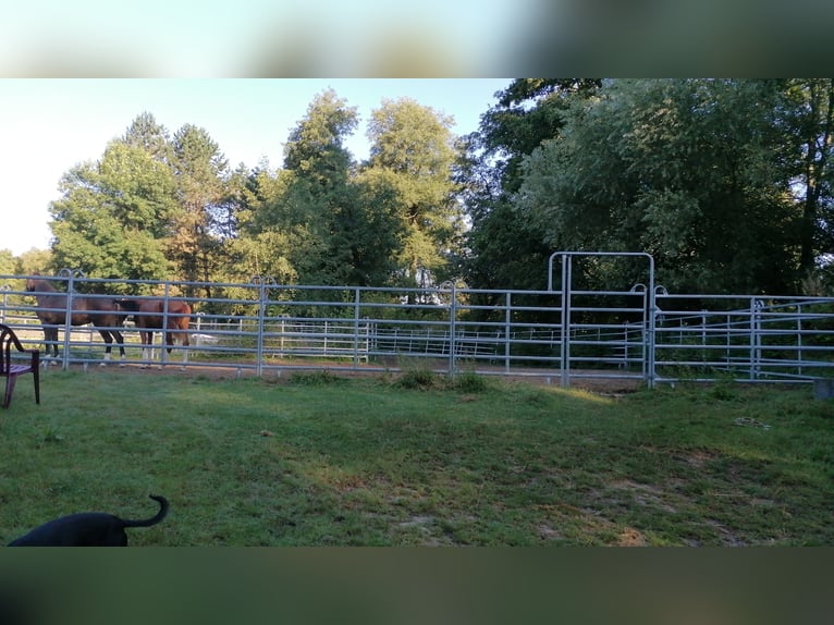 Paddock stall