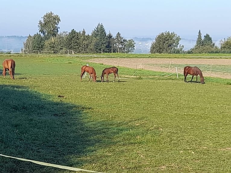 Paddockbox ab sofort frei! Vollpension 