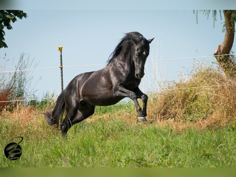Paddockbox auf großer Reitanlage mit top Trainingsbedingungen