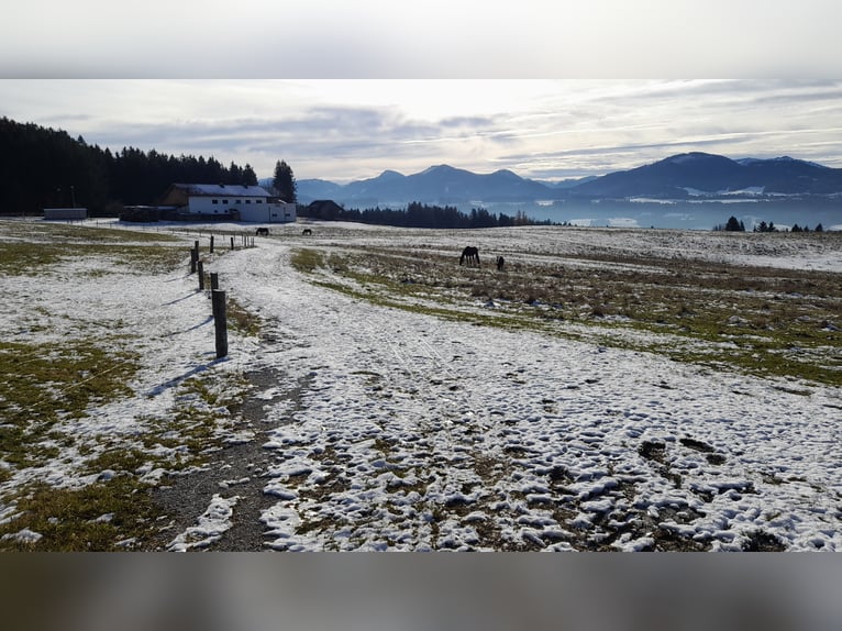 Paddockbox in wunderschöner Lage