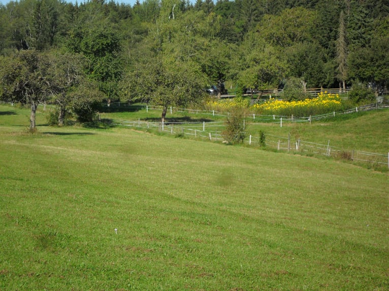 Pferdepension für einen Wallach frei