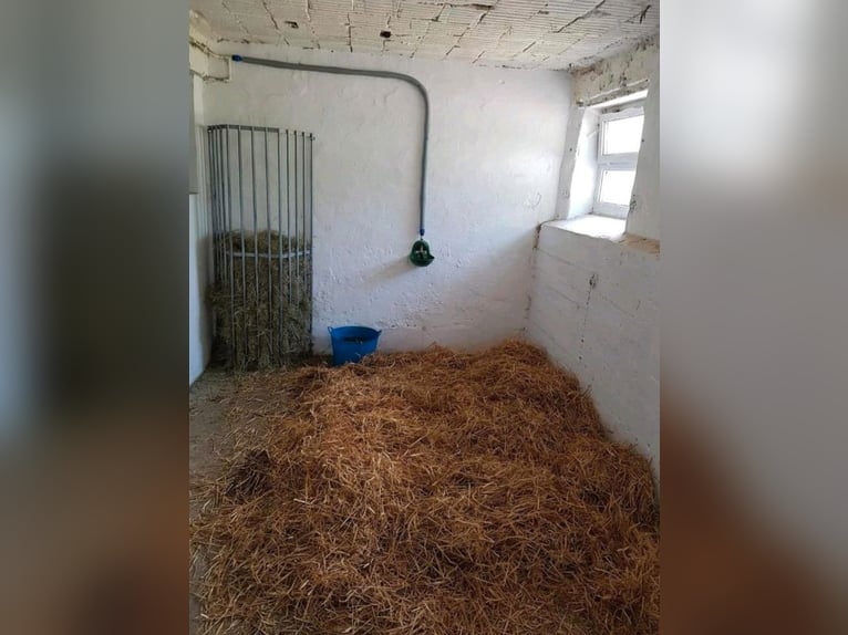 Private stable has 3 available boxes suitable for horses or ponies, all-day paddock turnout, ideal f