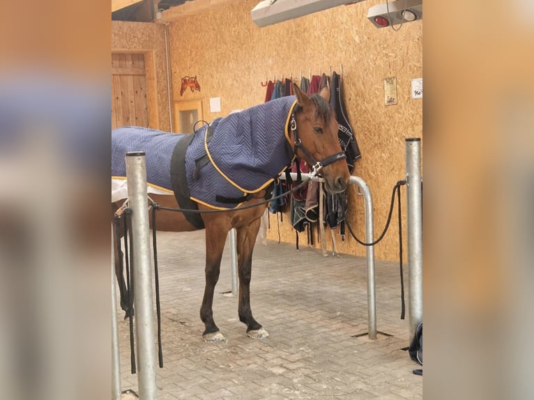 Rehaplatz für Pferde , Therapieplatz , Aufbautraining , Offenstall 