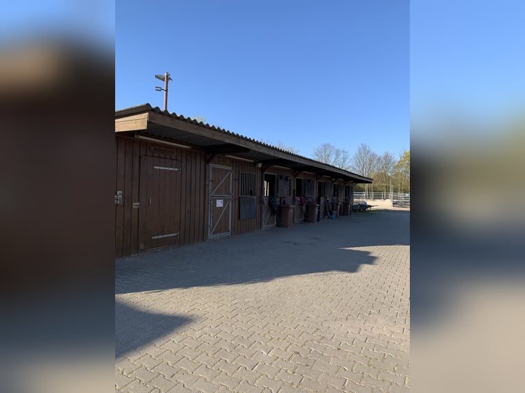 Selbstversorgerstall - Boxen frei ab Juli