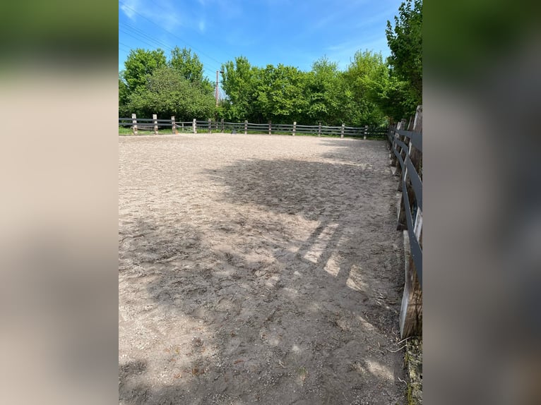 Selbstversorgerstall - Boxen frei ab Juli