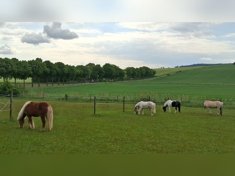 Stable with paddock and/or outdoor run