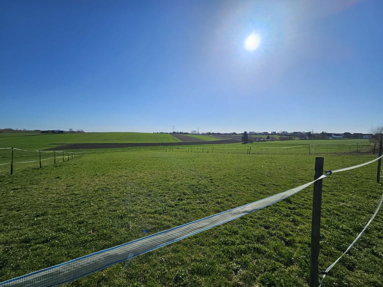 Stalls available in 88518