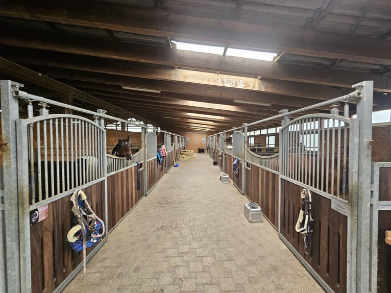 Stalls available in 88518