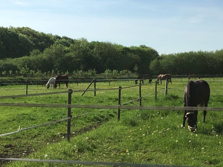 Stalls or stable block for horses