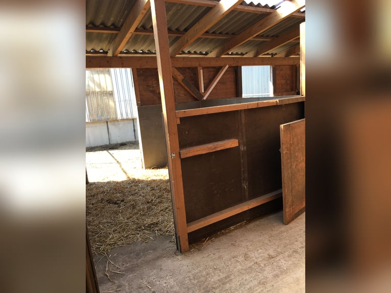 Stalls with and without paddock for rent