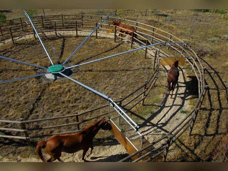 Turnout in the heart of nature: stables, paddocks, and meadows