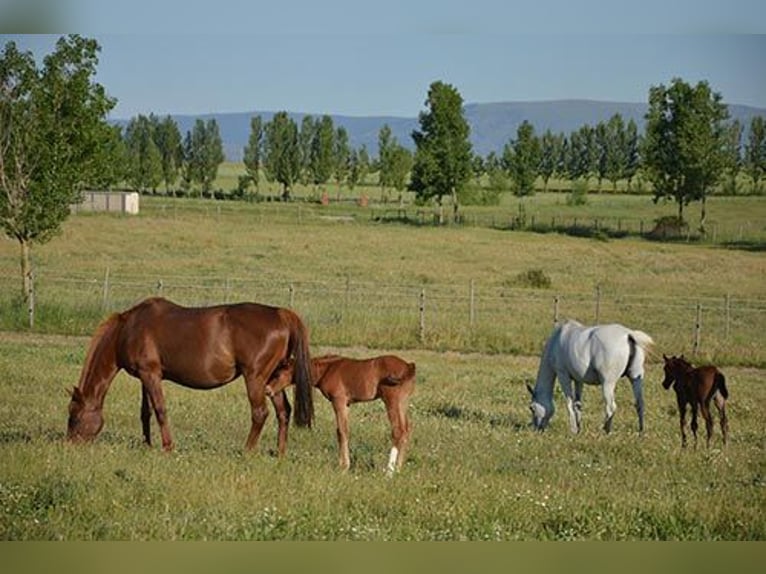 Turnout in the heart of nature: stables, paddocks, and meadows