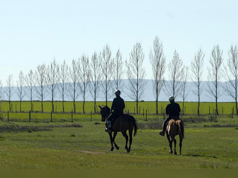 Turnout in the heart of nature: stables, paddocks, and meadows