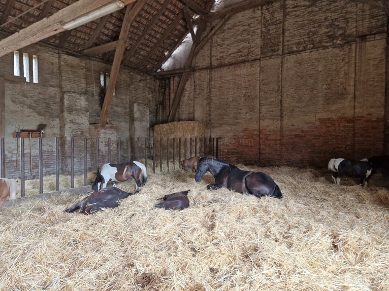 Two paddock boxes available side by side