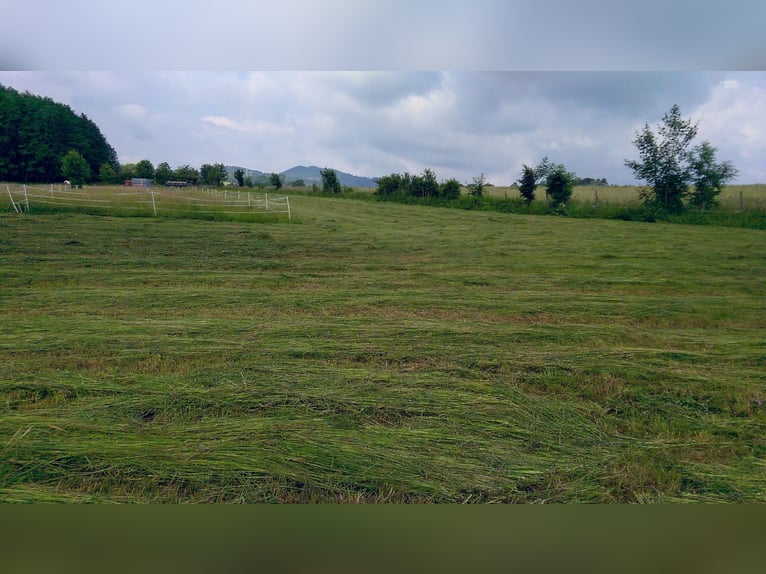 Ahnatal from the 2026 season