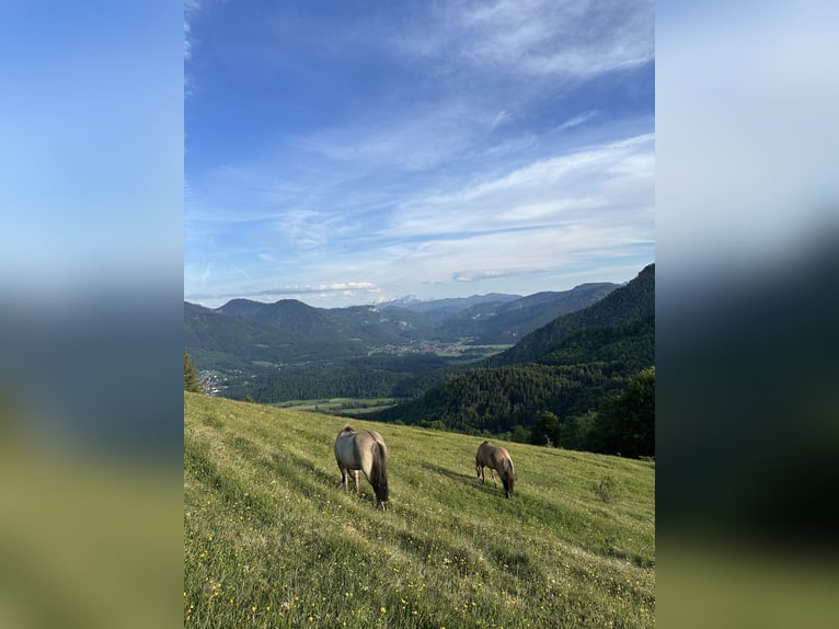 Alpaca Vacation for Your Icelandic Horse