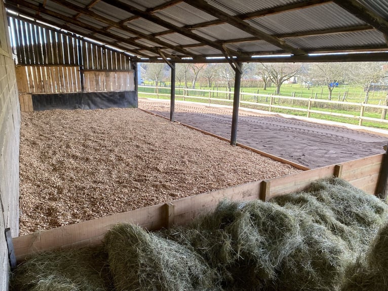 🍃 Available pasture board spots – Humane and caring horsekeeping 🍃