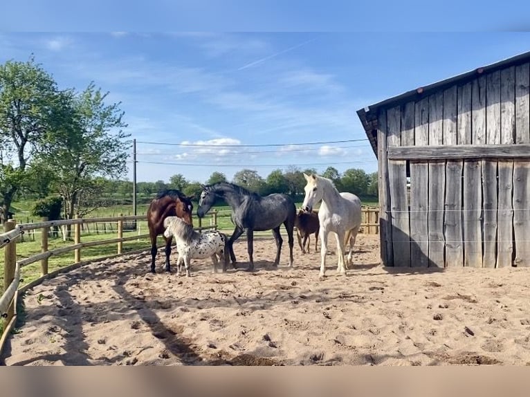 🍃 Available pasture board spots – Humane and caring horsekeeping 🍃