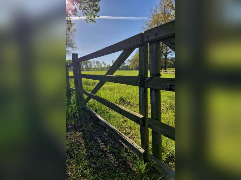 Beautiful spot for an older horse or a leisure horse