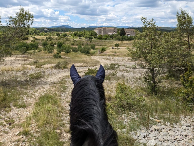 Breeding, foaling, and retirement pasture for horses with care – Swiss family / veterinarian