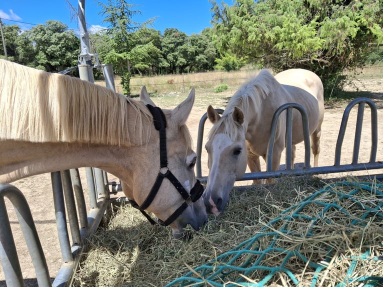 Breeding, foaling, and retirement pasture for horses with care – Swiss family / veterinarian
