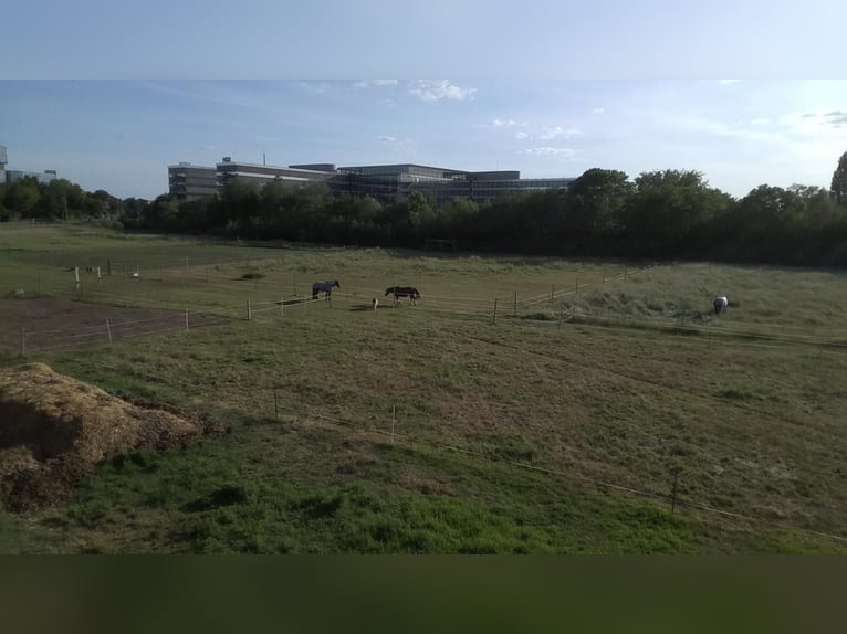 Four stable places available