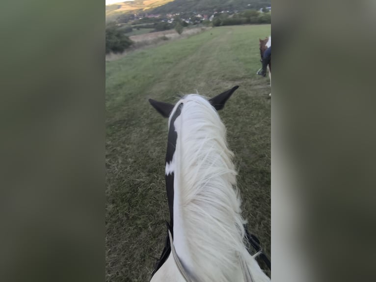 Horse Boarding Facility