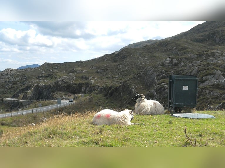 Irland - Westcork - Weideland auf Farm zu vermieten  am Atlantic - SEA View