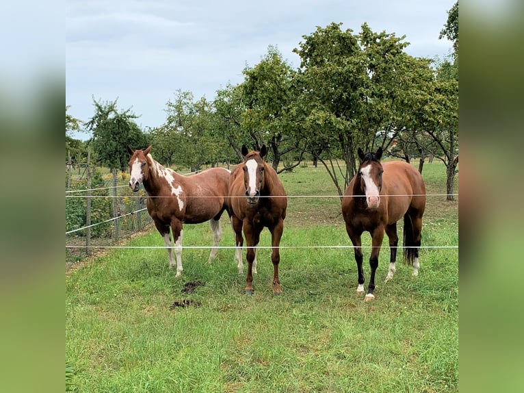 Pasture access 24/7 and indoor box for QH/PH