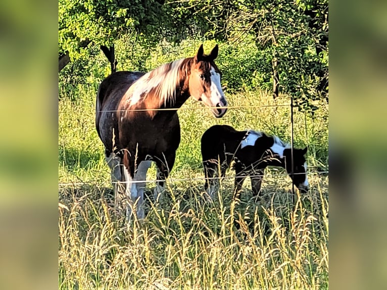 Pasture access 24/7 and indoor box for QH/PH