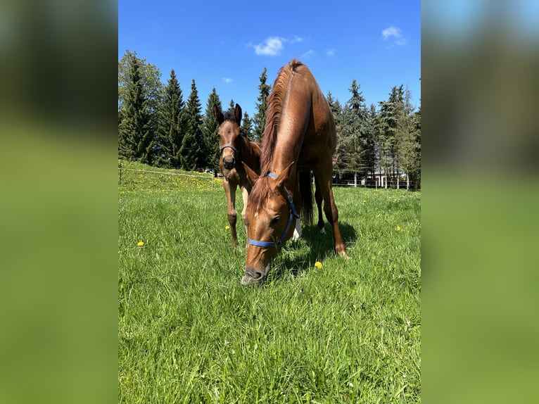 Pasture and foaling paddocks available for young horses (stallions and mares)