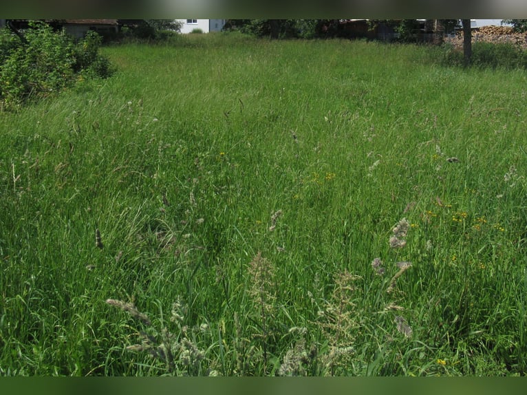 Pasture for 2 horses