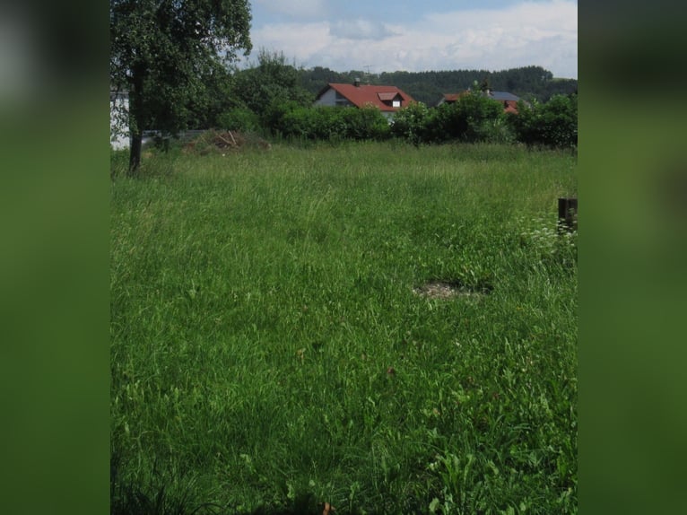 Pasture for 2 horses