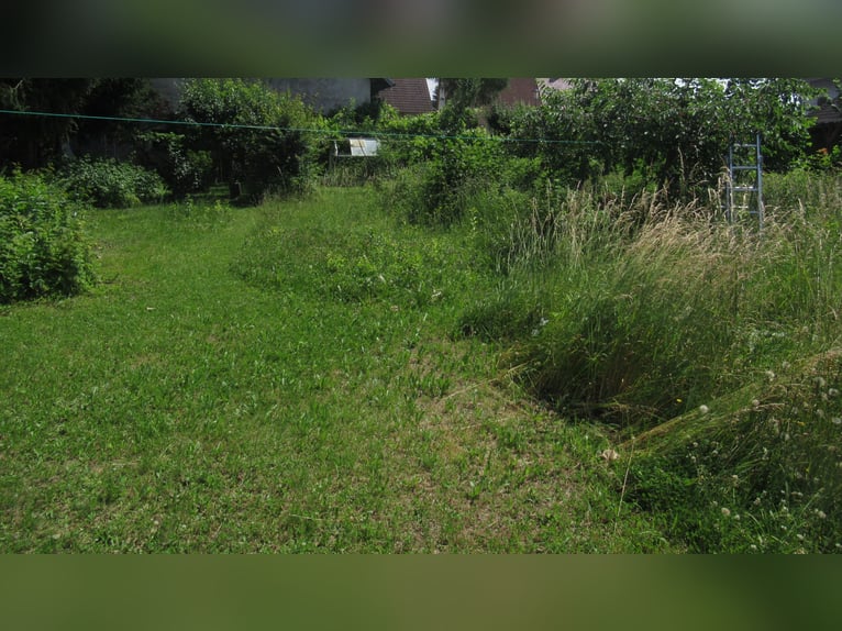 Pasture for 2 horses