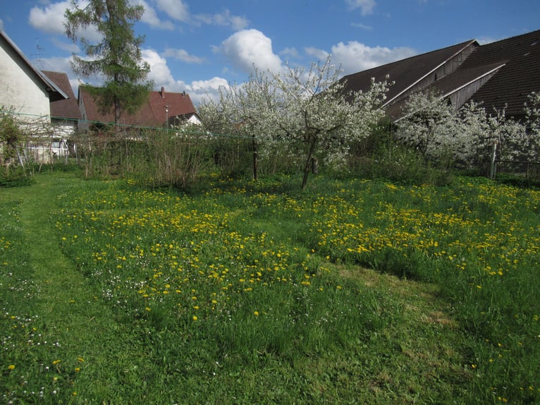 Pasture for 2 horses