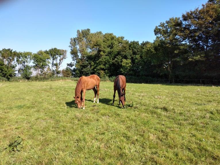 Pasture land by the North Sea / also available for year-round turnout