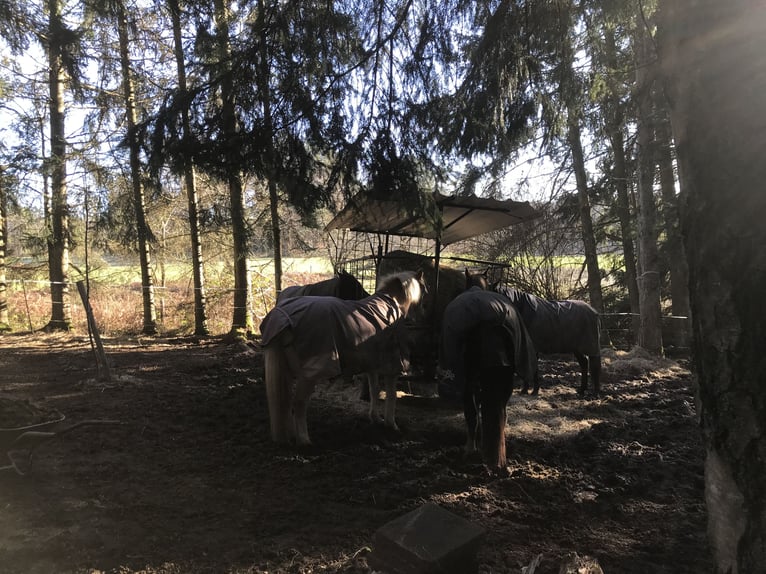 Pasture turnout / Grazing paddock