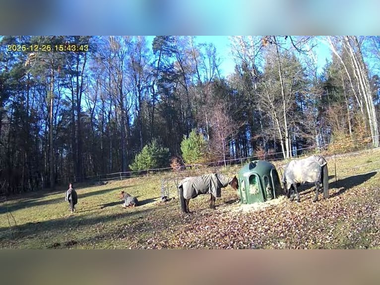 Pasture turnout / Grazing paddock