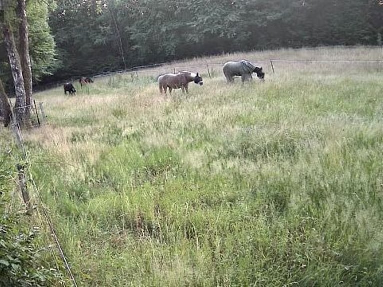 Pasture turnout / Grazing paddock