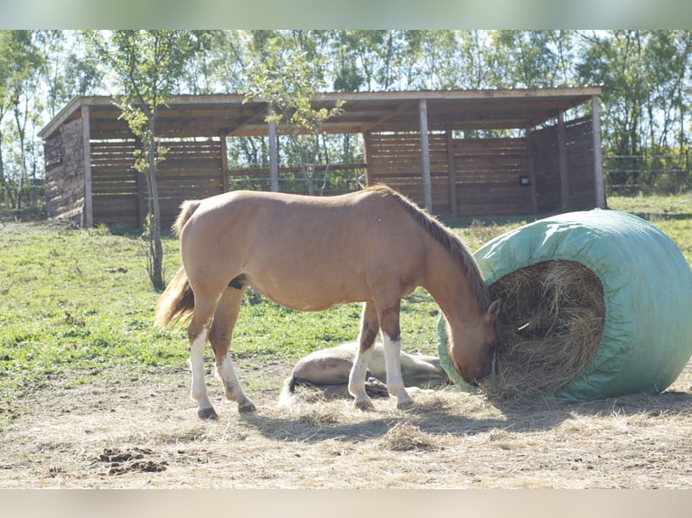 Pension chevaux – Bien-être et nature à la frontière de l’Aude et de l’Ariège 
